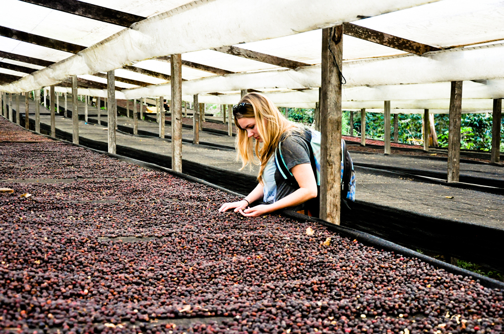 De koffiebessen worden na het plukken in de zon op grote netten, ook wel African raised beds, genoemd te drogen gelegd. 